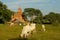 Traditional house and grazing zebu cows in front of temple in Ba