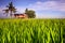 Traditional House in Paddy Field