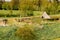 Traditional housing with thatched roof of the ancient cottage, surrounded by palisade and hedge