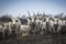 Traditional Hungarian gray beef, cattle horde