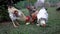 Traditional hungarian hens on the poultry in a hungarian farm