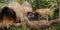 Traditional hut of dani people in traditional village