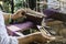 Traditional Isan Thai silk weaving. old woman hand weaving silk in traditional way at manual loom. Thailand. Selective focus