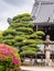 Traditional japan wooden temple with flowers and green trees in front of it