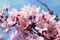 A traditional japanese festival celebrating the beauty of cherry blossoms, earth friendly images