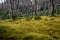 Traditional Japanese moss garden