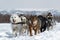 Traditional Kamchatka Dog Sledge Race Beringia