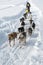 Traditional Kamchatka Dog Sledge Race Beringia