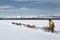 Traditional Kamchatka Dog Sledge Race Beringiya