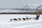 Traditional Kamchatka Dog Sledge Race Beringiya