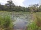 A traditional lake in Sri Lanka. An environment rich in lotus leaves, grass and plants.