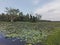 A traditional lake in Sri Lanka. An environment rich in lotus leaves, grass and plants.