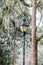 Traditional Lamp Post by Tree and Spanish Moss
