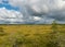 Traditional landscape from a swamp, white cumulus clouds. Bright green bog grass and small bog pines. Nigula bog, Estonia