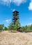 Traditional landscape of a wooden observation tower surrounded by pine trees in the forest, Rannametsa vaatetorn, PÃ¤rnu county,