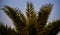 Traditional leaves of dates tree with sky background