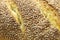 Traditional loaf of Sicilian bread with sesame, closeup