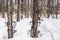 Traditional maple syrup production in Quebec