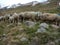 Traditional march of sheeps herd over a mountain pass to the pasture