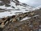 Traditional march of sheeps herd over a mountain pass to the pasture