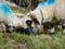 Traditional march of sheeps herd over a mountain pass to the pasture