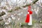 Traditional Martisor, martenitsa red white tassels tied to flowering branch, heralding spring on blossoming Branch. Moldavian,