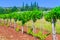 Traditional Mediterranean vineyards. Rows of vines on the farm.
