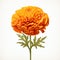 Traditional Mexican Style Orange Carnation Flower Clipart On White Background