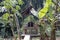 Traditional native american outdoor cooking oven in the rainforest of Amazon River basin in South America