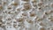 Traditional oatmeal in a plate. Close-up. Oatmeal with milk surface texture view