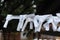 Traditional omikuji white paper with fortune telling with kanji symbols knotted to a rope at shinto shrine in Japan