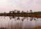 Traditional peat swamp landscape, bog vegetation painted in autumn, grass, moss covers the ground, bog pines