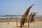 Traditional Peruvian reed boats (Caballitos de Totora), straw boats that are still used by local fishermen in Peru,