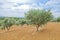 Traditional plantation of olive trees. Provence, France