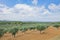 Traditional plantation of olive trees. Provence, France