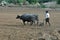 Traditional ploughing in India