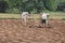 Traditional ploughing in India