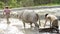 Traditional Plowing-Terrace Paddyfield-water buffalo