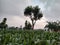 Traditional Practice of Agroforestry System :Growing Maize Plant with Trees; along with House