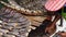 Traditional preserved dried fish with roe selling in Southeast Asia market