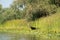 Traditional raft called Lotca the fishing boat of the fishermans in the Danube Delta (Delta Dunarii) Romania near Letea Village