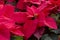 Traditional red poinsettias Christmas flowering plant