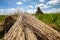 Traditional reed harvesting for thatched roofs