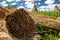 Traditional reed harvesting for thatched roofs