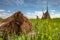 Traditional reed harvesting for thatched roofs