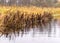 Traditional river bank vegetation in autumn, river bank plants close-up, autumn