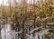 Traditional river bank vegetation in autumn, river bank plants close-up, autumn