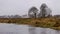 Traditional river bank vegetation in autumn, various reeds and grass on the river bank, bare trees and misty church silhouette in