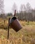 Traditional river bank vegetation in autumn, various reeds and grass on the river bank, bare trees, rusty metal bucket and pan on