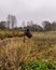 Traditional river bank vegetation in autumn, various reeds and grass on the river bank, bare trees, rusty metal bucket and pan on